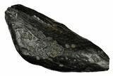 Fossil Sperm Whale (Scaldicetus) Tooth - South Carolina #185992-1